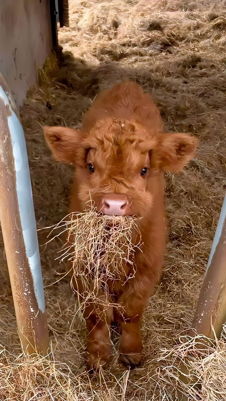 736x1308 Cute picture of cows. Aesthetic cows picture, Picture of baby cows, Fluffy cows wallpaper