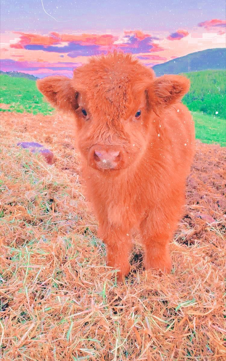 750x1195 Cute Baby Cow Wallpaper