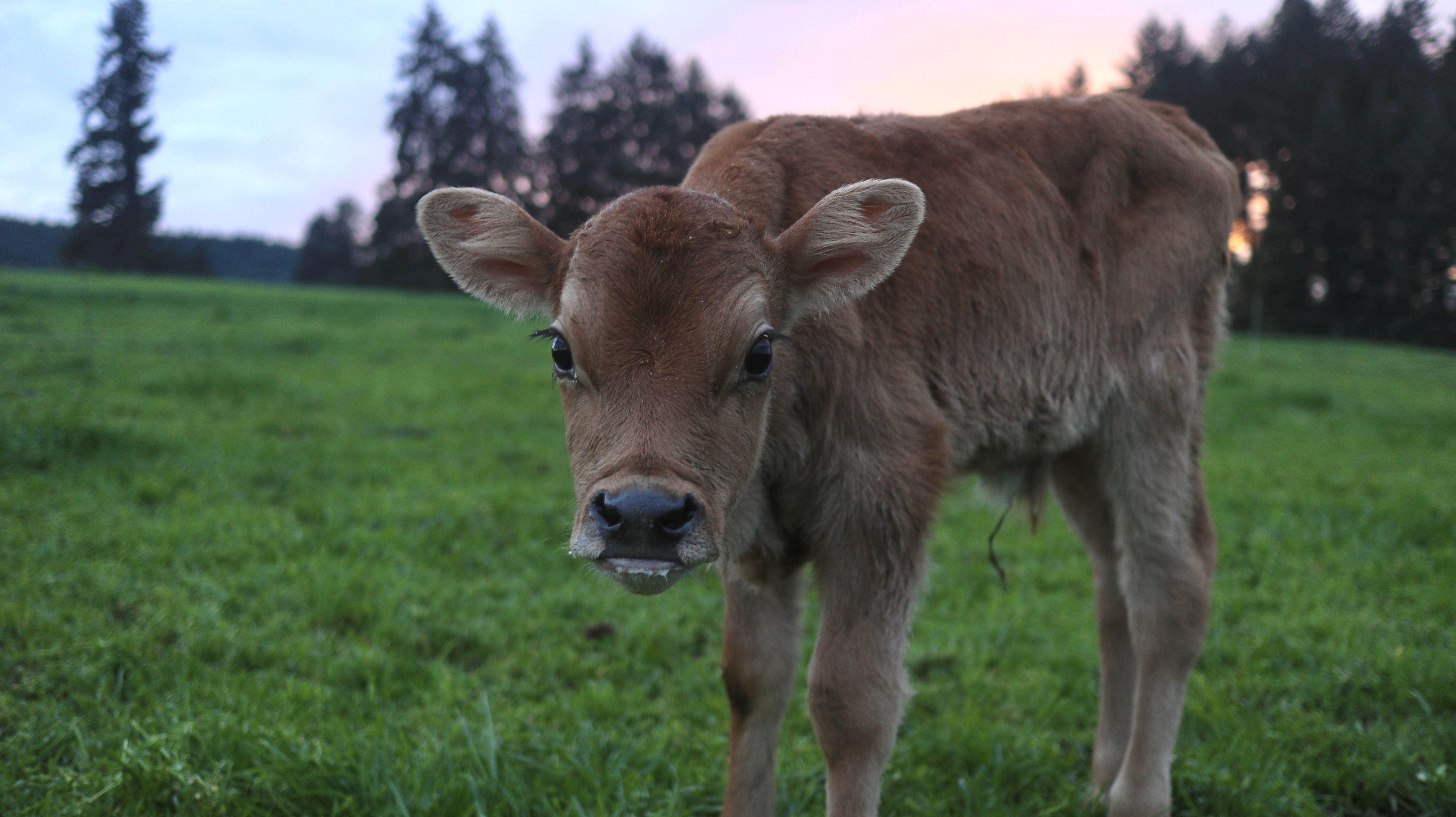 6000x3368 Baby Cow Photo, Download The BEST Free Baby Cow & HD Image