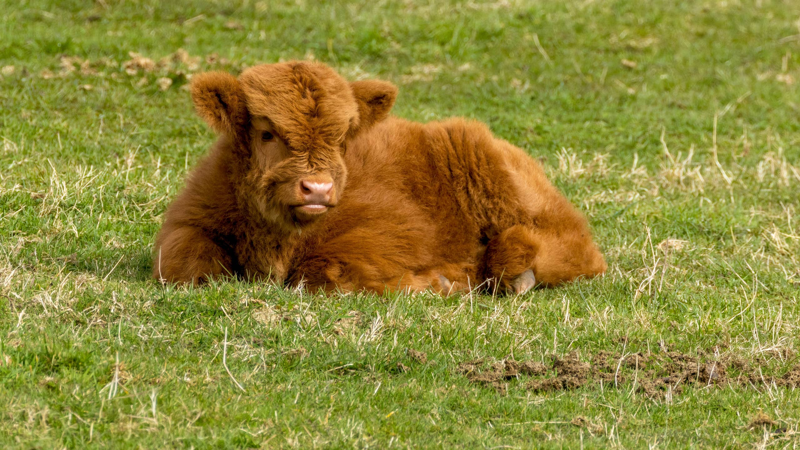2560x1440 Baby Highland Cow Is So Cute, He Looks Like a Stuffed Animal