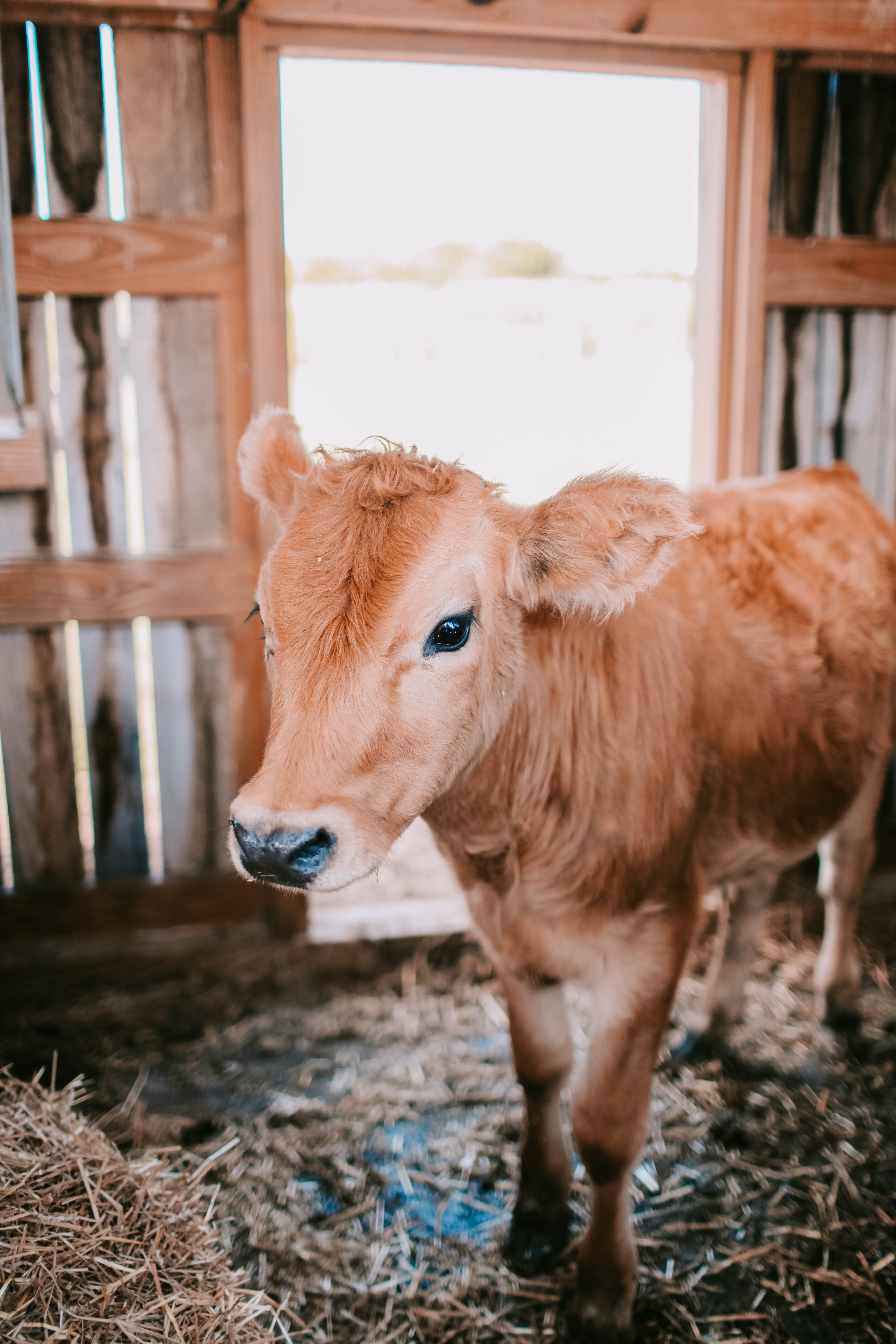 3744x5616 Baby Cow Photo, Download The BEST Free Baby Cow & HD Image