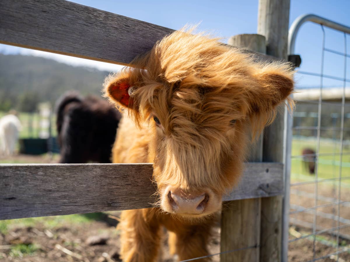 1200x900 Mini Cow's Happy Little Zoomies Will Put an Instant Smile on Your Face