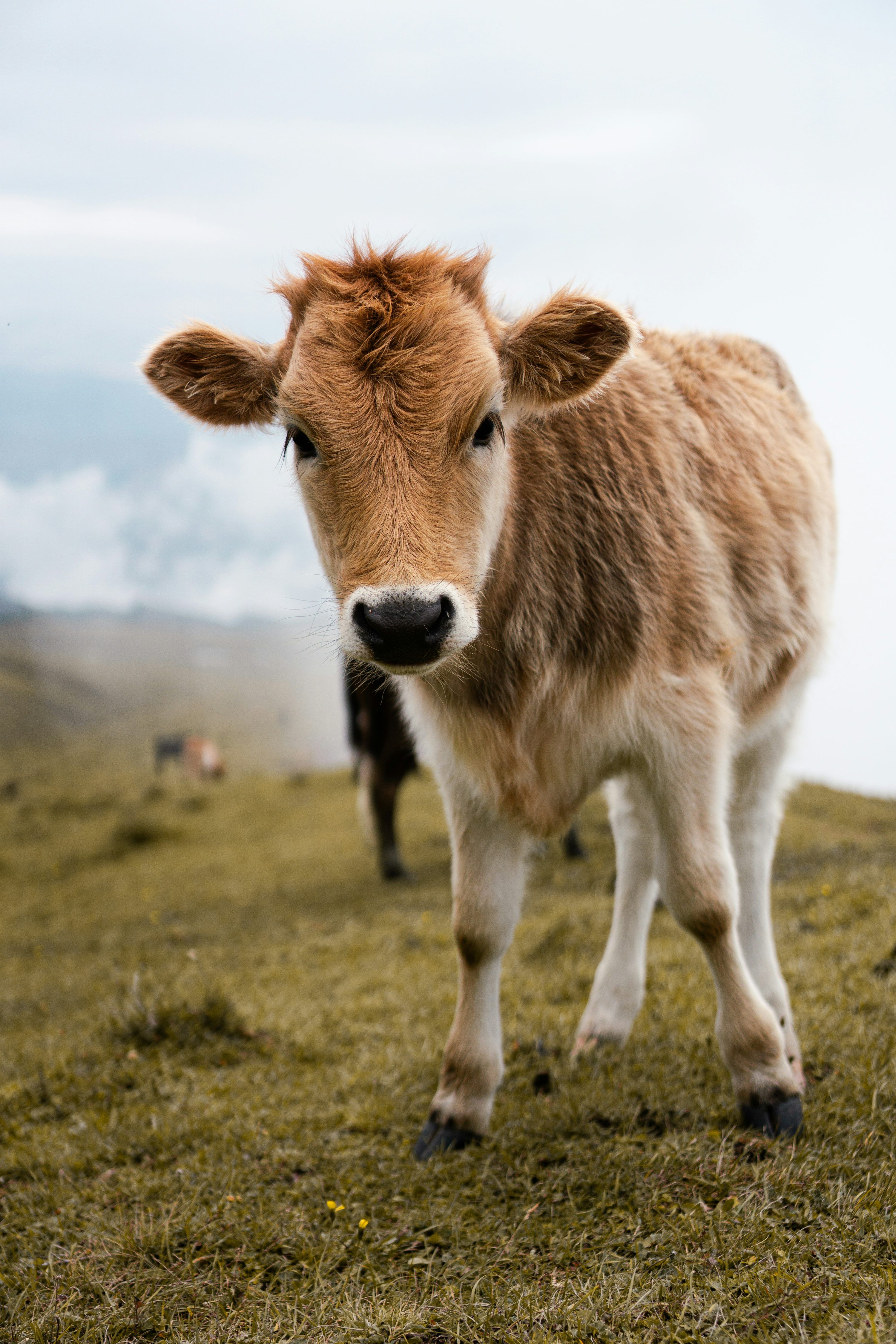 3000x4500 Baby Cows Picture. Download Free Image