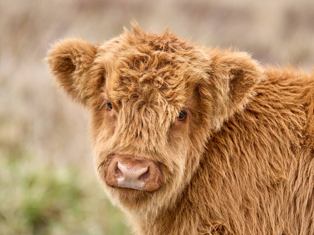 1067x800 Baby Cow Finally Discovering His Moo Is the Cutest Little Grass Puppy