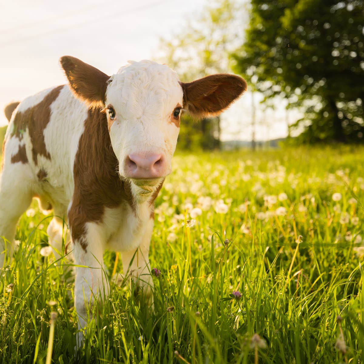 1200x1200 Baby Cow Tries With All His Might to Find His Moo