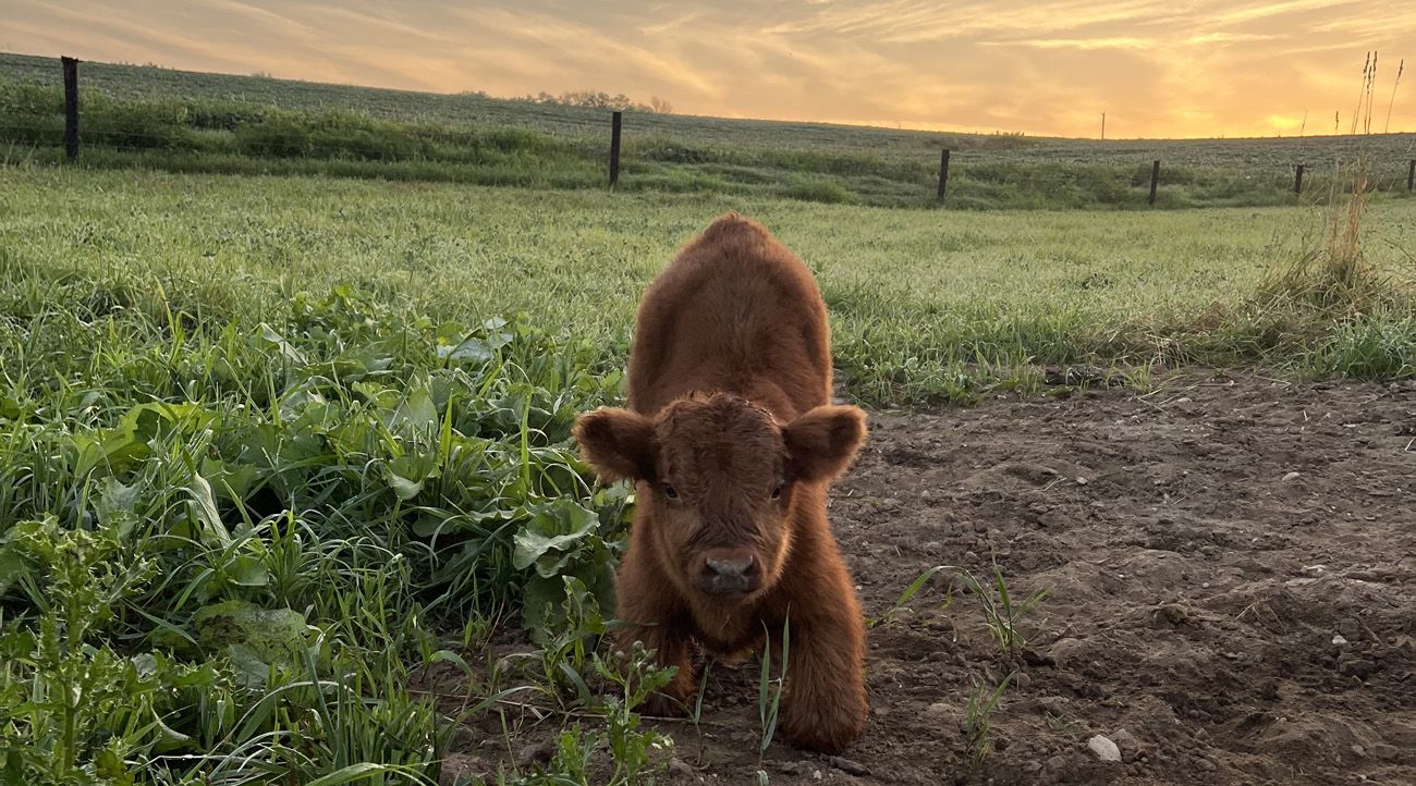 1300x722 Cute Fluffy Cows Wallpaper