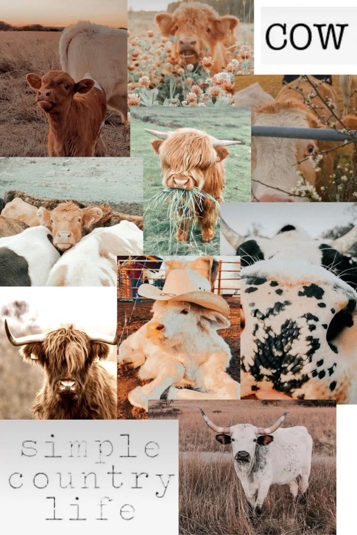 736x1104 Cow Wallpaper. Cute cow wallpaper, Cow wallpaper, Cow art. Cute wallpaper western, Baby cows