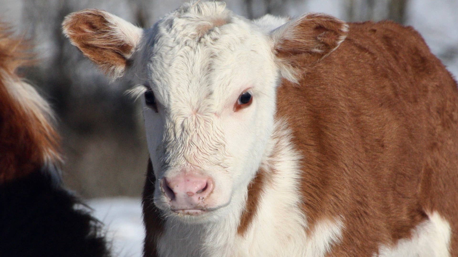 1920x1080 Baby Cow Dons Pjs to Greet Her Humans Every Morning & It's the Cutest Thing You'll See Today