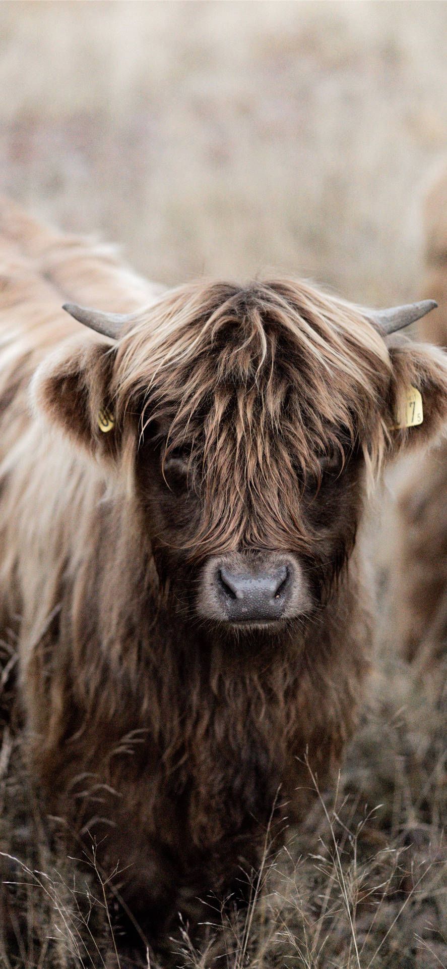 887x1920 Baby Highland Cows Wallpaper