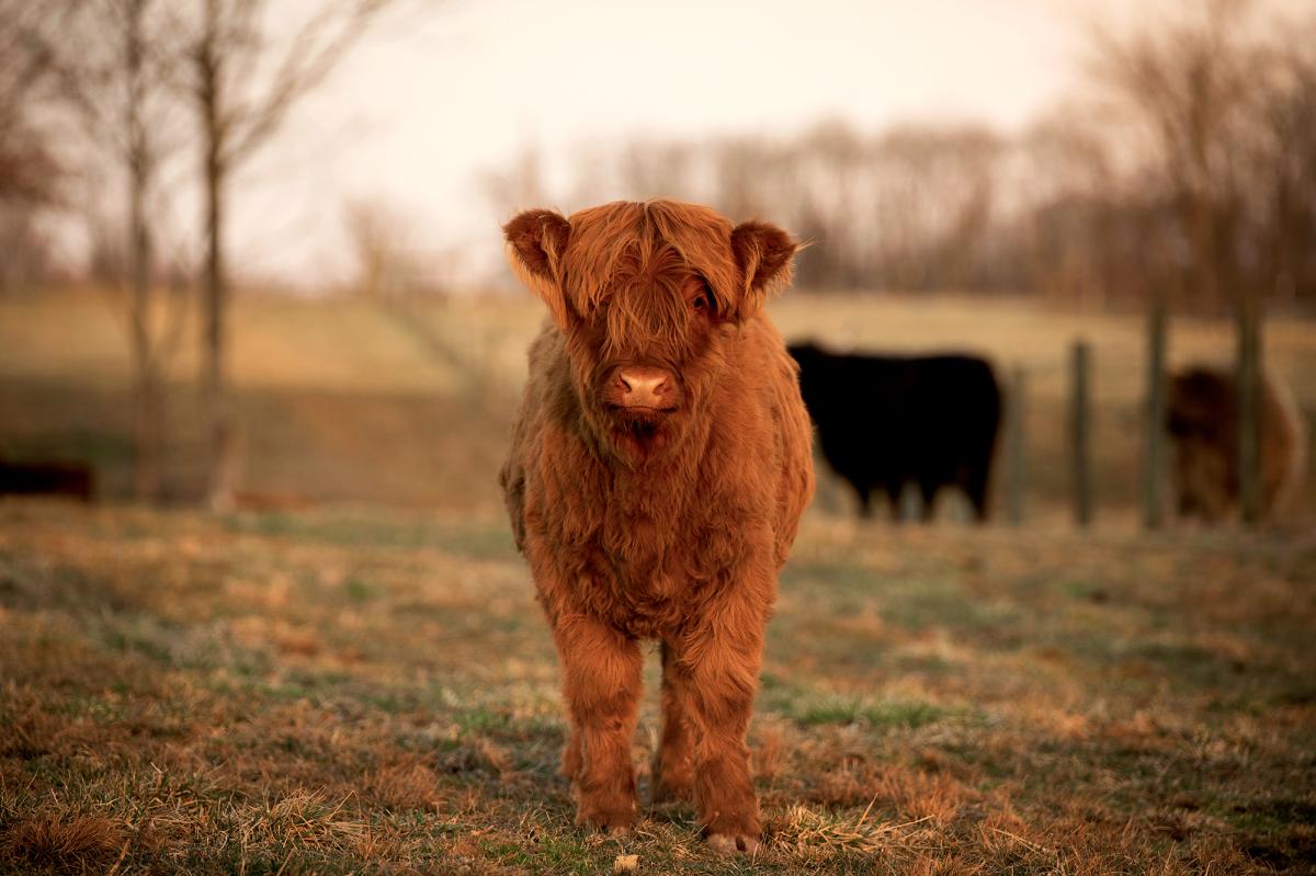 1200x799 This Kentucky farm had a Highland cow baby boom: See the photo. New York Post