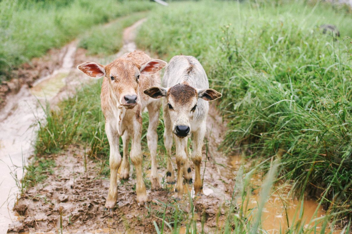 1184x789 Two Baby Cows Photo