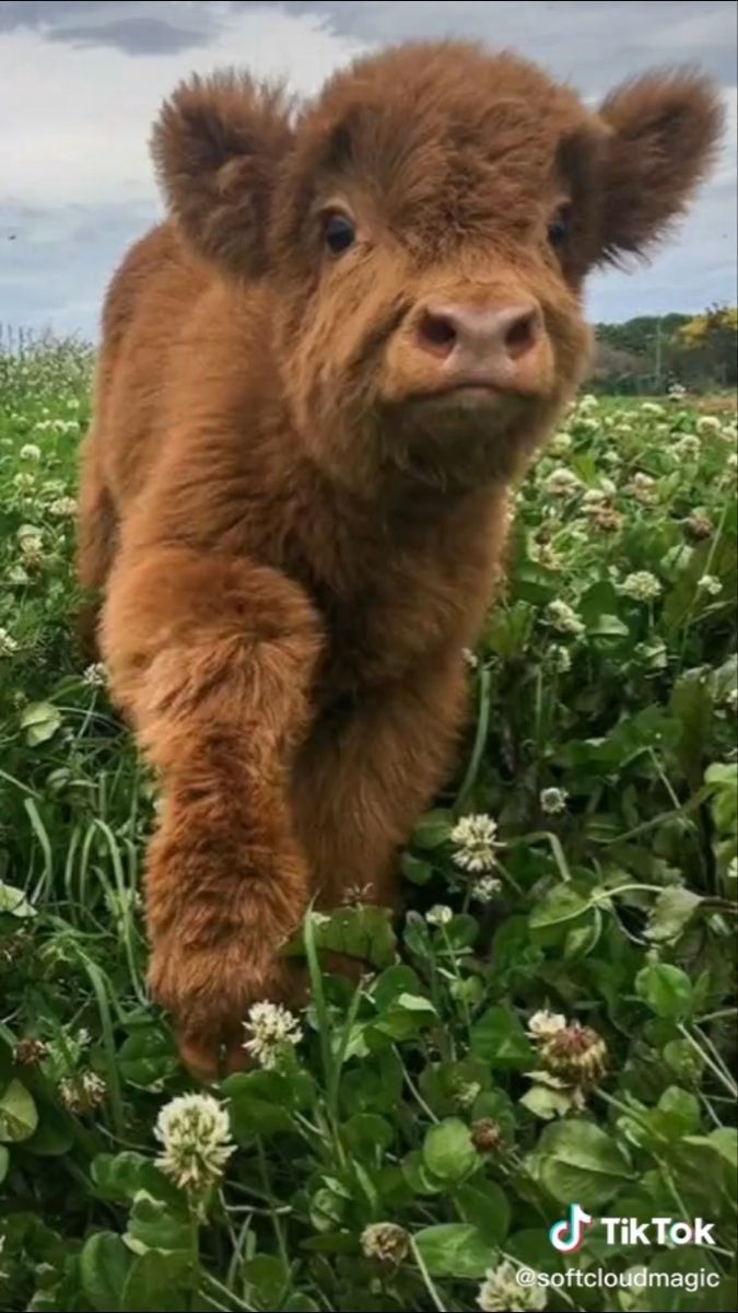 675x1200 Mooo