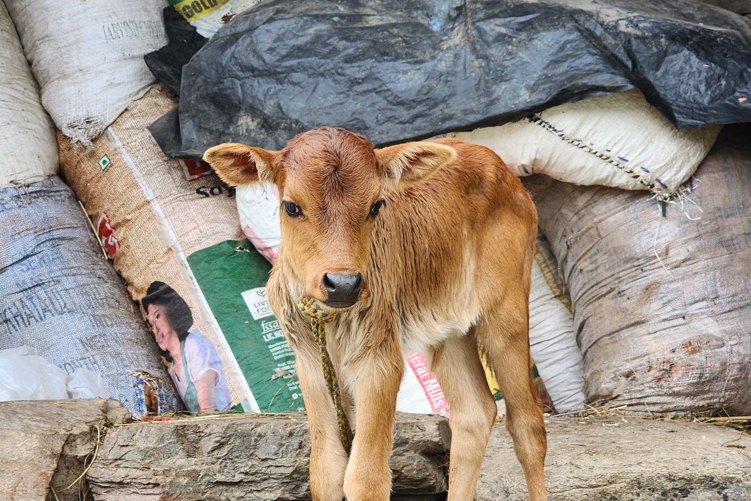1500x1000 Baby Cow Photo, Download The BEST Free Baby Cow & HD Image