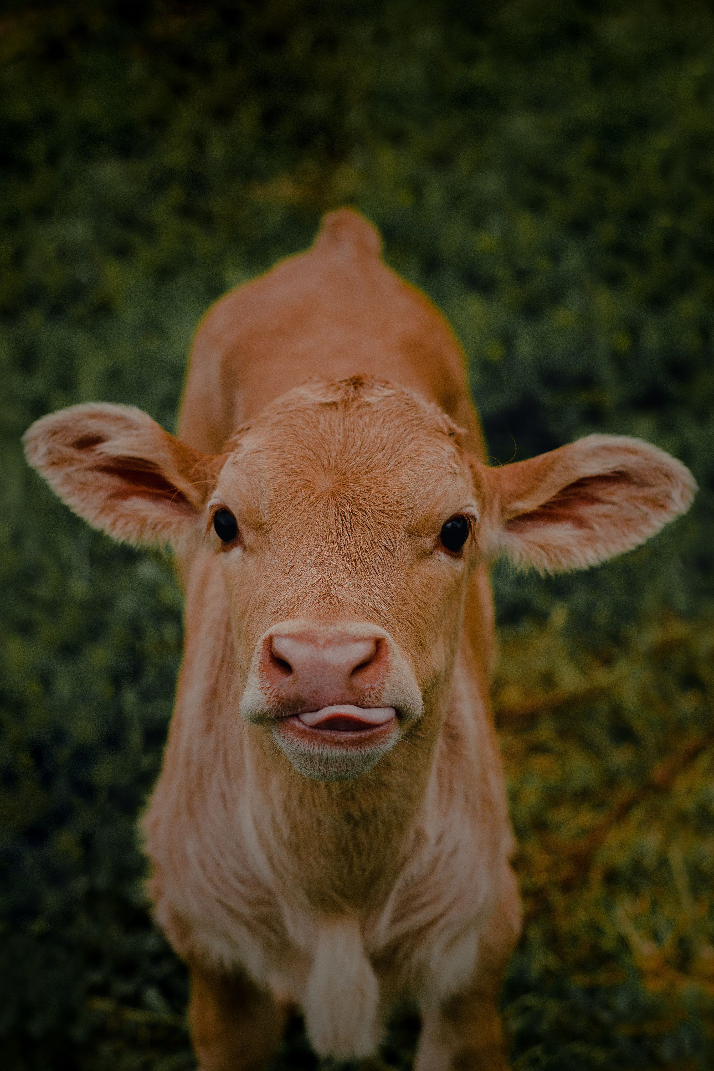 2995x4492 Portrait of Cow Calf · Free