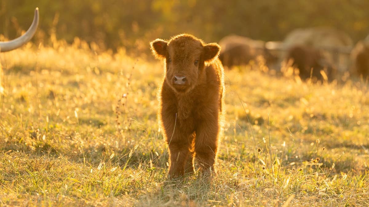 1200x675 Mama Cow Brings Her Baby To Meet Farmer and It's Too Cute