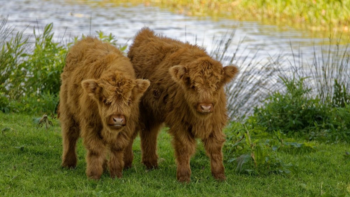 1200x675 Fluffy Baby Mini Cows Becoming Friends Is the Cutest Thing You'll See Today