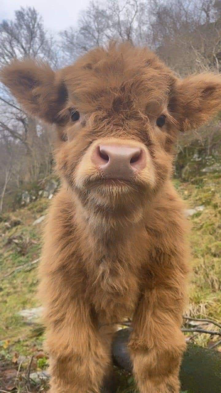 720x1280 Baby cows fluffy. Mini highland cow photo, Baby cow wallpaper, Cute fluffy cows