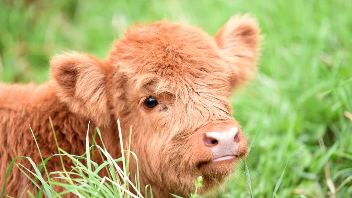 1200x675 Sleeping Baby Highland Cows Make Their Human Mom Think the Worst