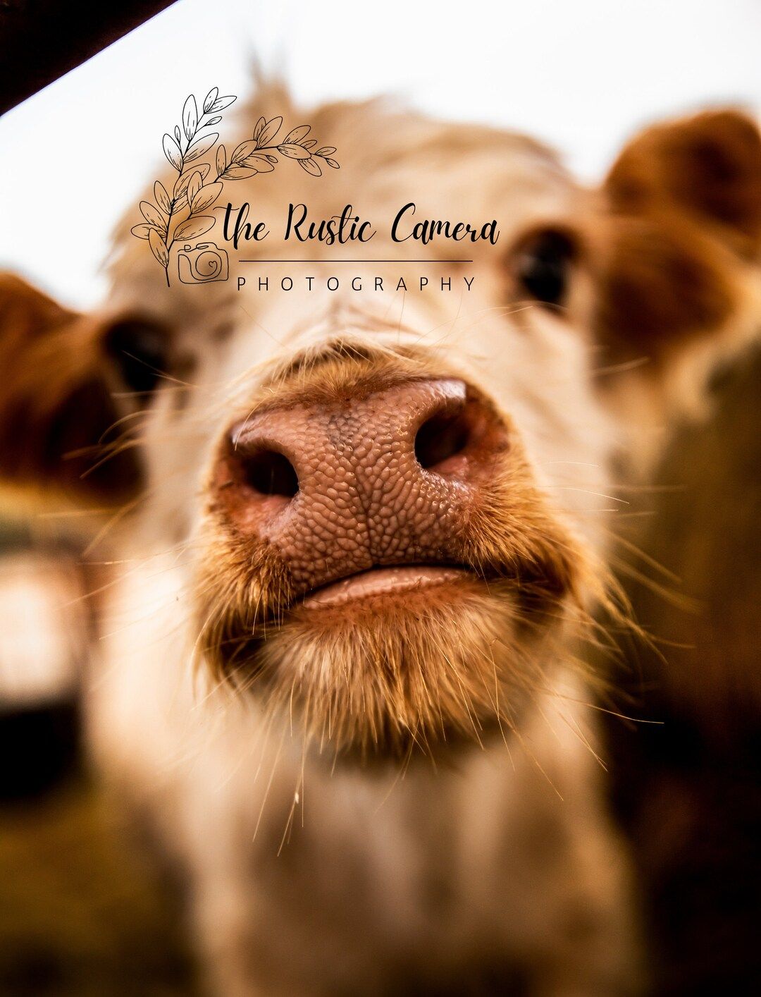1080x1414 Mini Cow Calf Digital Download