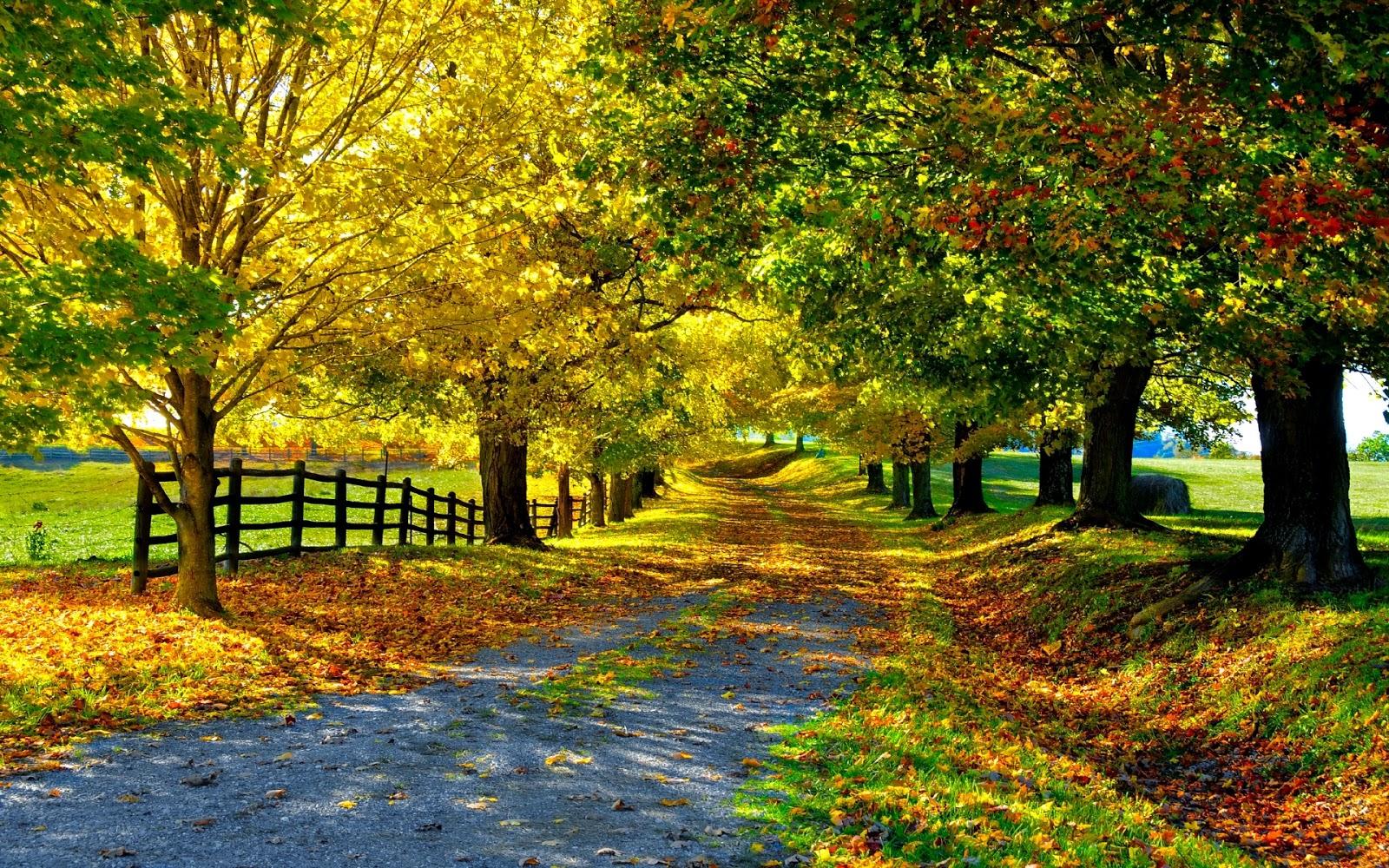 1600x1000 Sunny Autumn Landscape Wallpaper