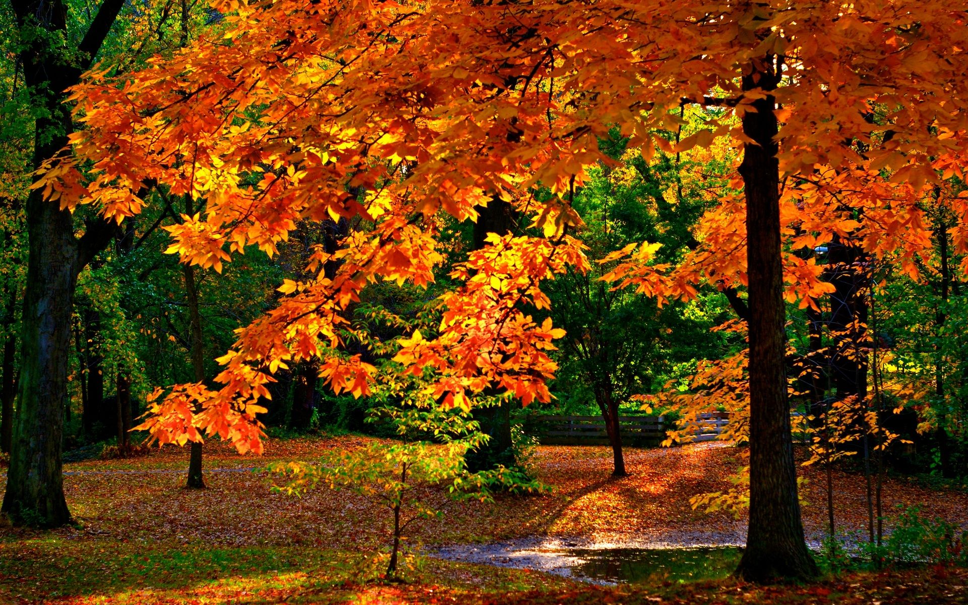 1920x1200 Sunlit Autumn Canopy