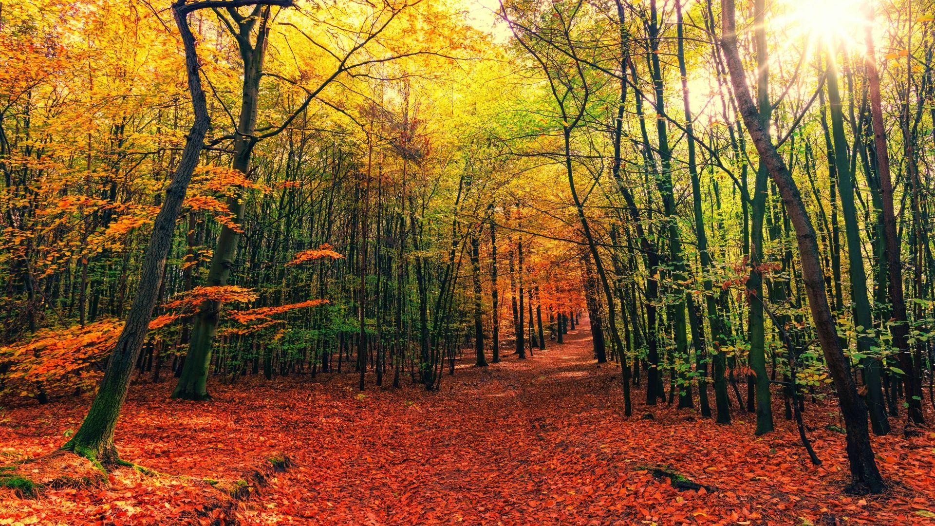 1920x1080 Forest Wallpaper 4K, Fall, Autumn, Sunny day, Foliage