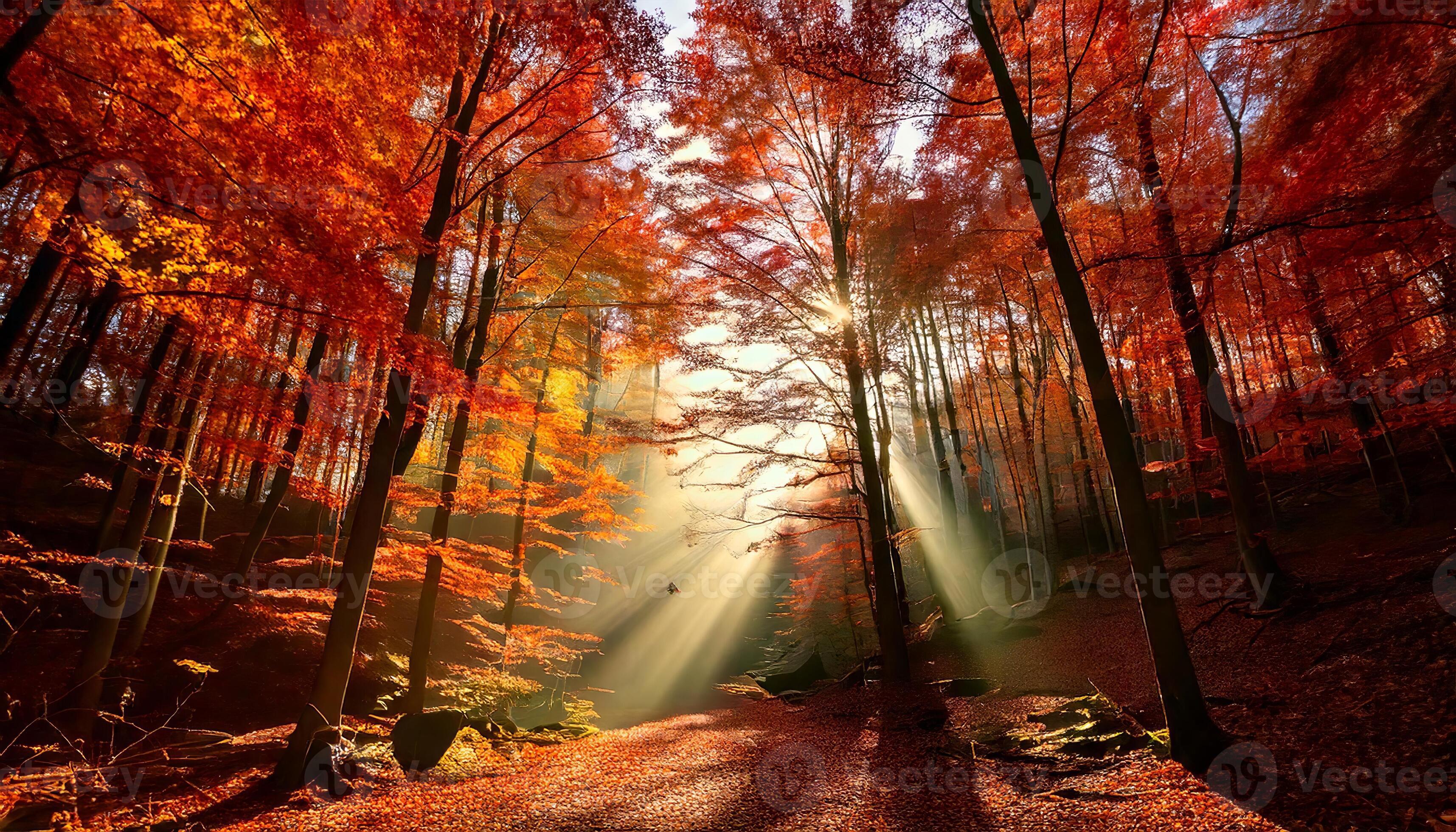 3430x1960 Enchanting sun rays in a forest in autumn. Golden forest in autumn. Autumn forest path. Nature scene in sunset fog. Bright light sun. Sunrise of a sunny day, morning sunlight view. 52499697