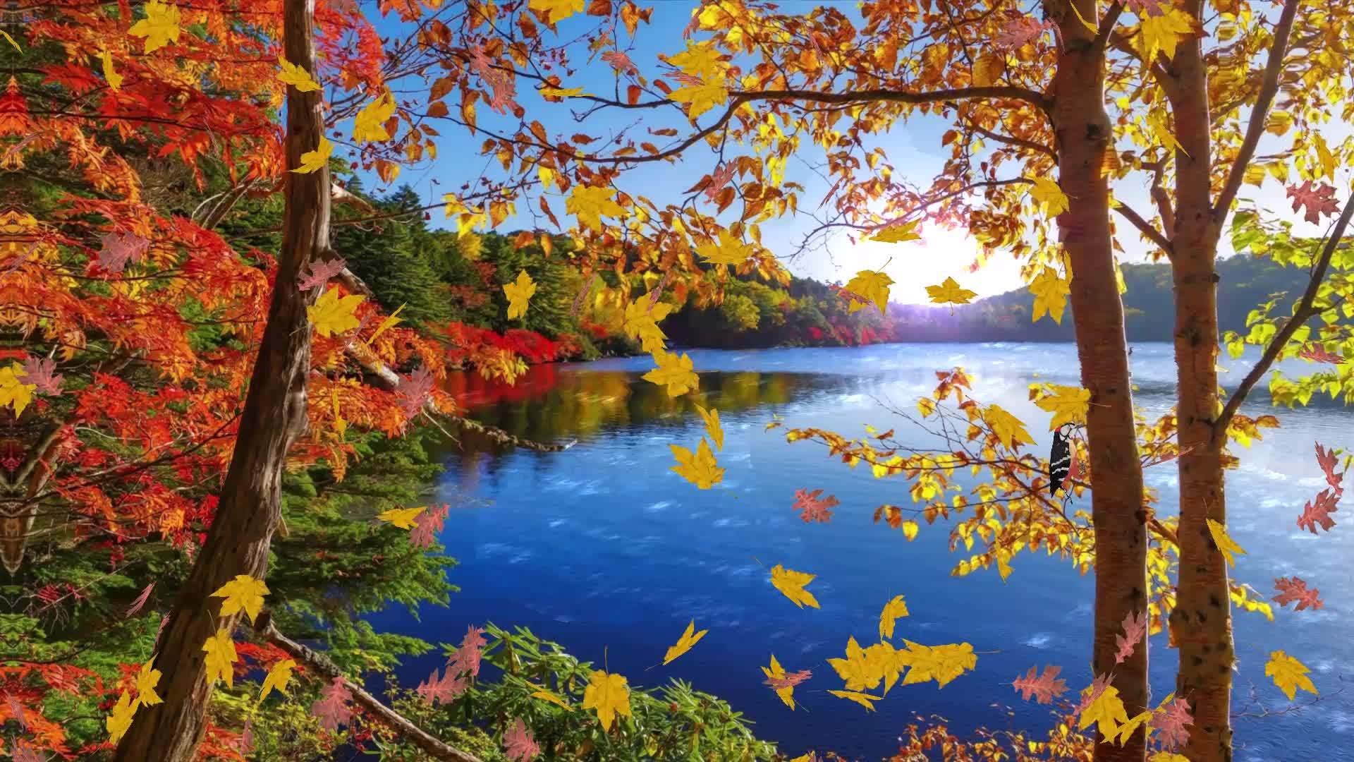 1920x1080 Sunny Autumn Morning Wallpaper