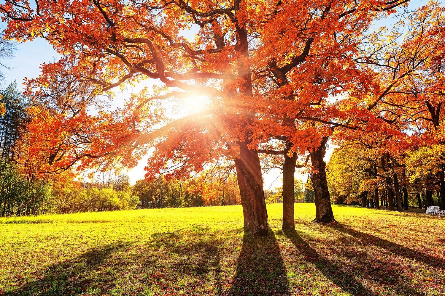 1500x1000 Discover 9 Stunning Fall Trees for Asheville's Unique Climate