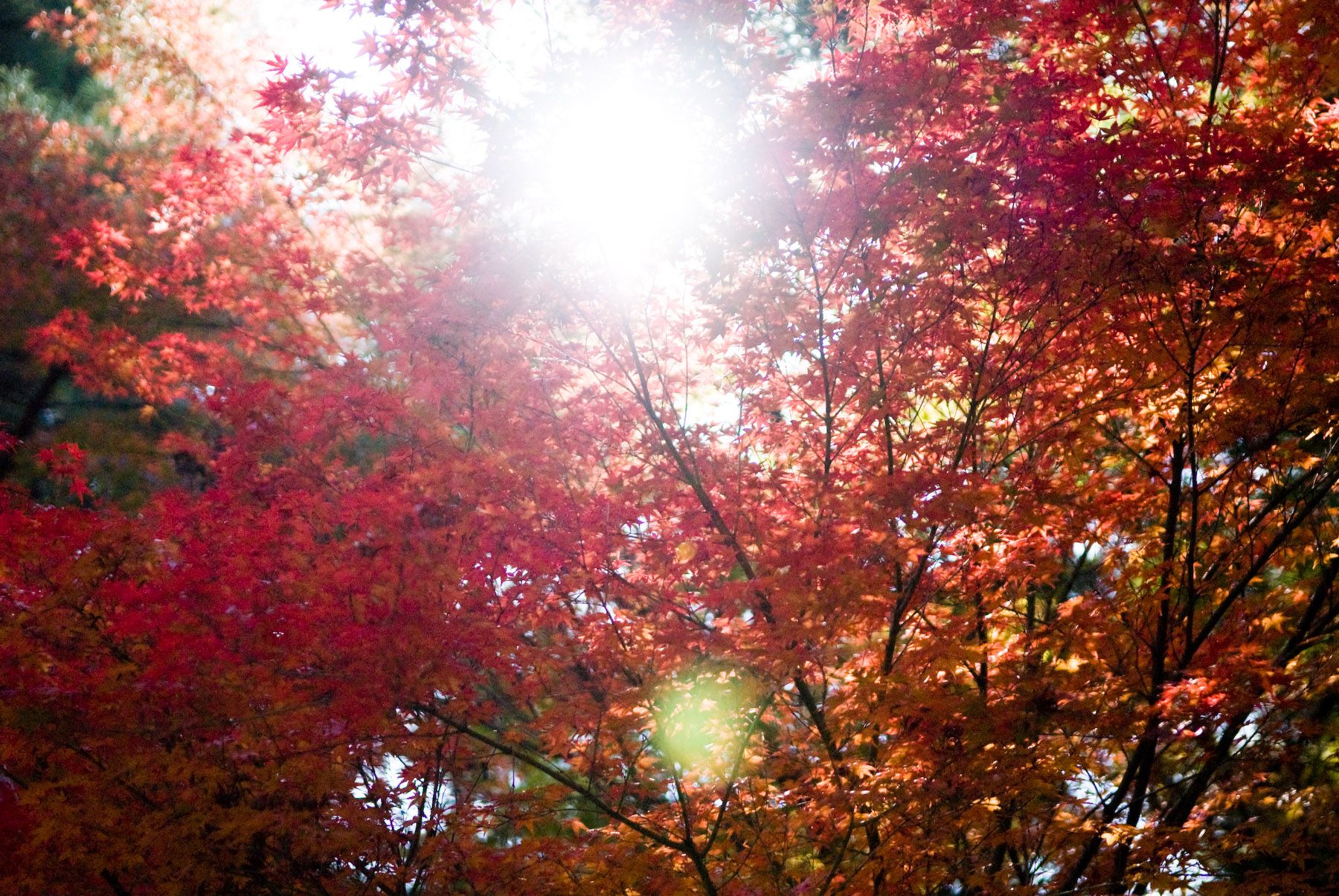 1800x1205 Jeffrey Friedl's Blog Bonanza Of Fall Foliage Desktop Background