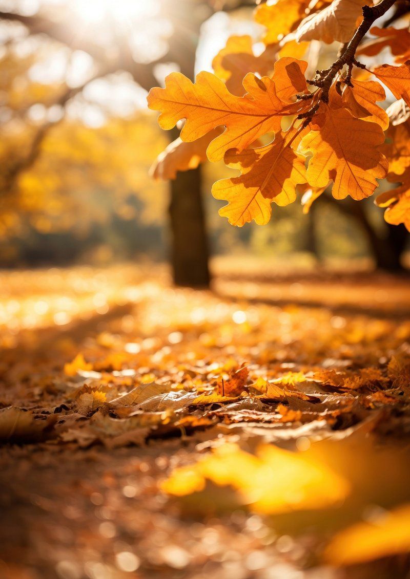 800x1131 Fall Background Wallpaper