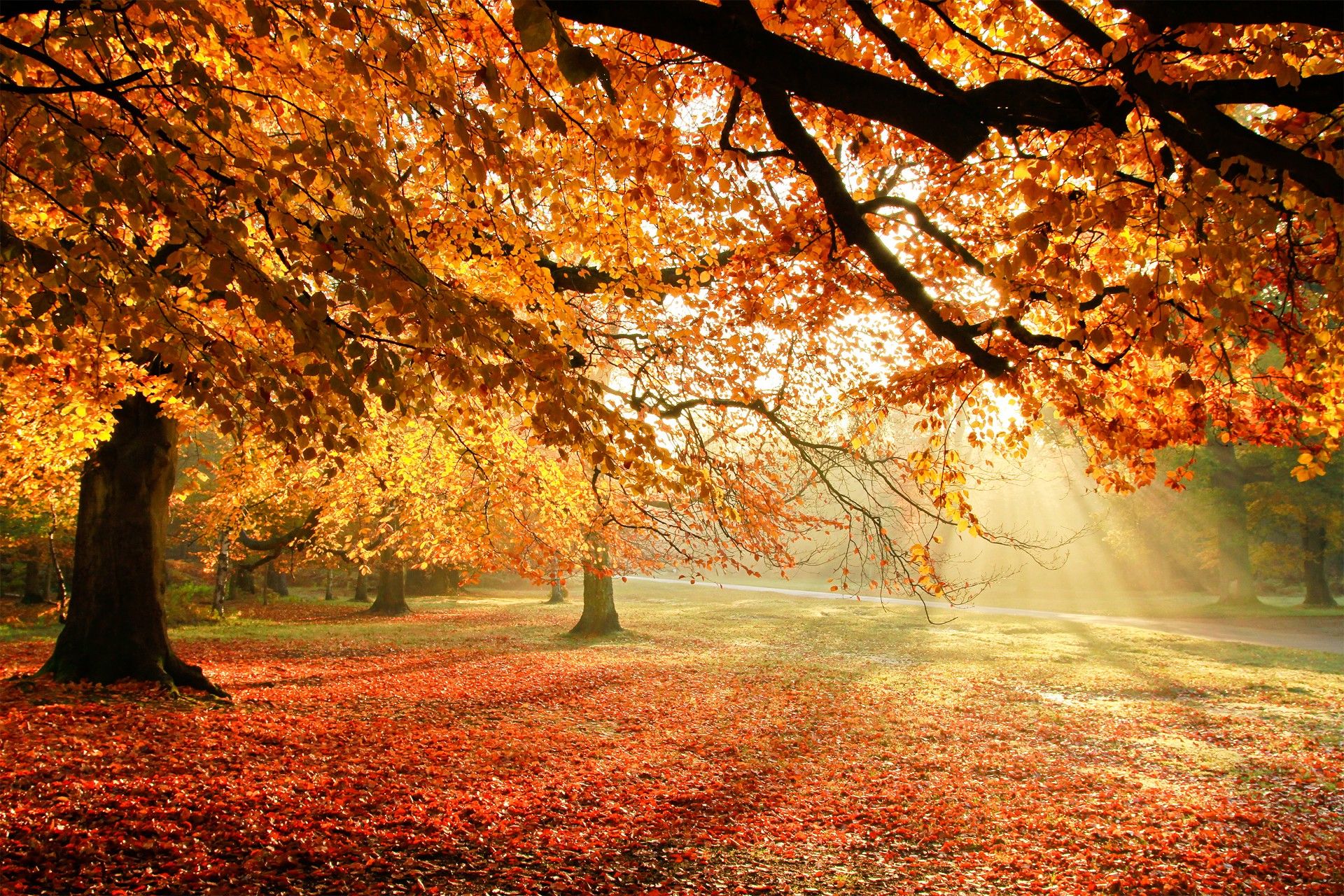 1920x1280 Autumn Sunshine Wallpaper