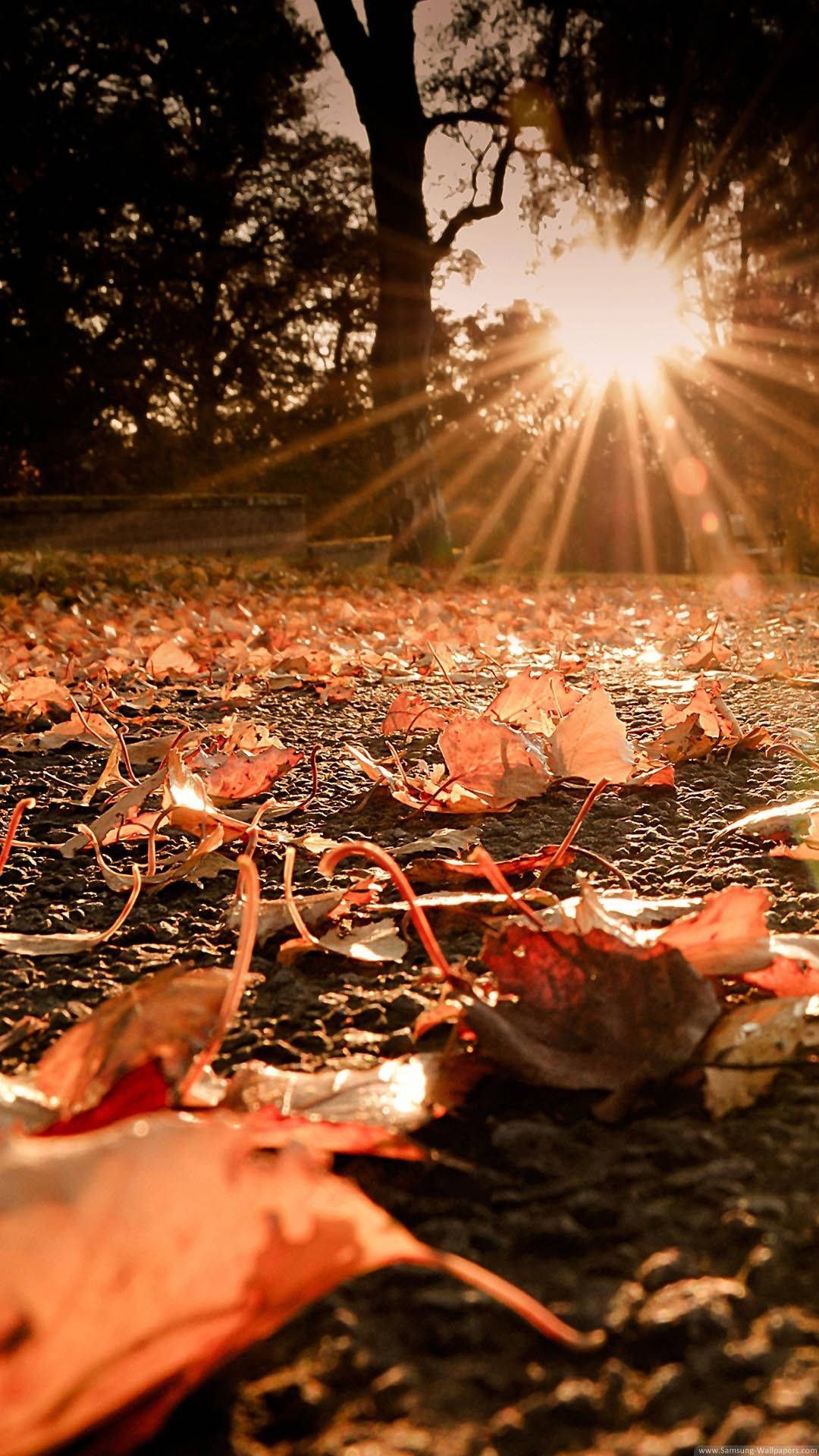 1080x1920 Fall Sunset iPhone Wallpaper