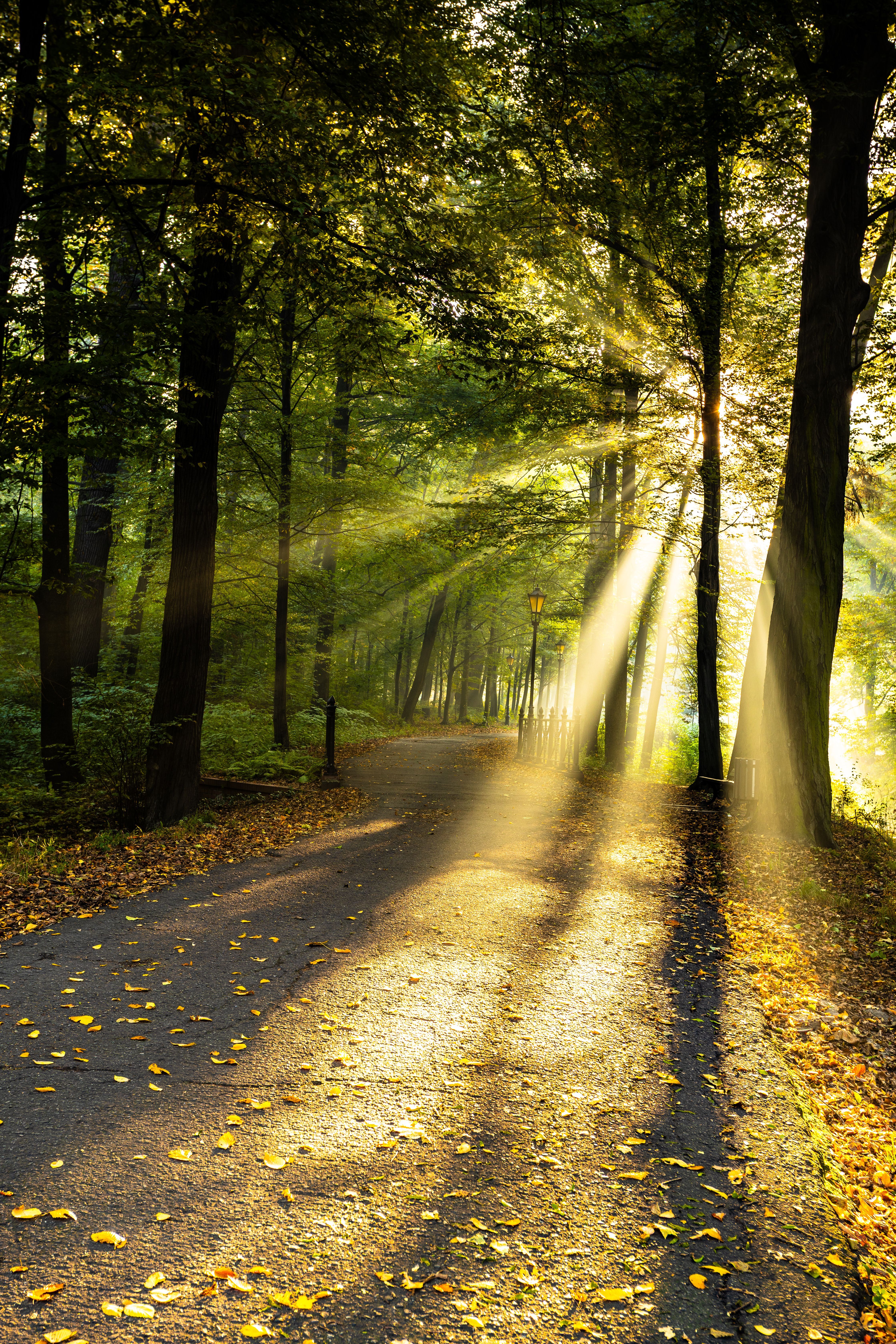 4480x6720 Sun Through Leaves Photo, Download The BEST Free Sun Through Leaves & HD Image