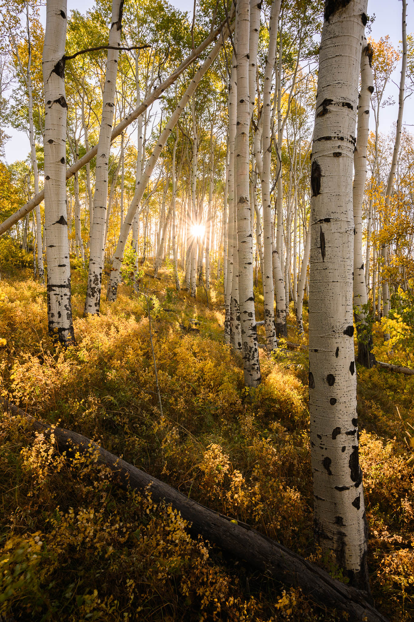 1365x2048 How to Photograph Fall Colors