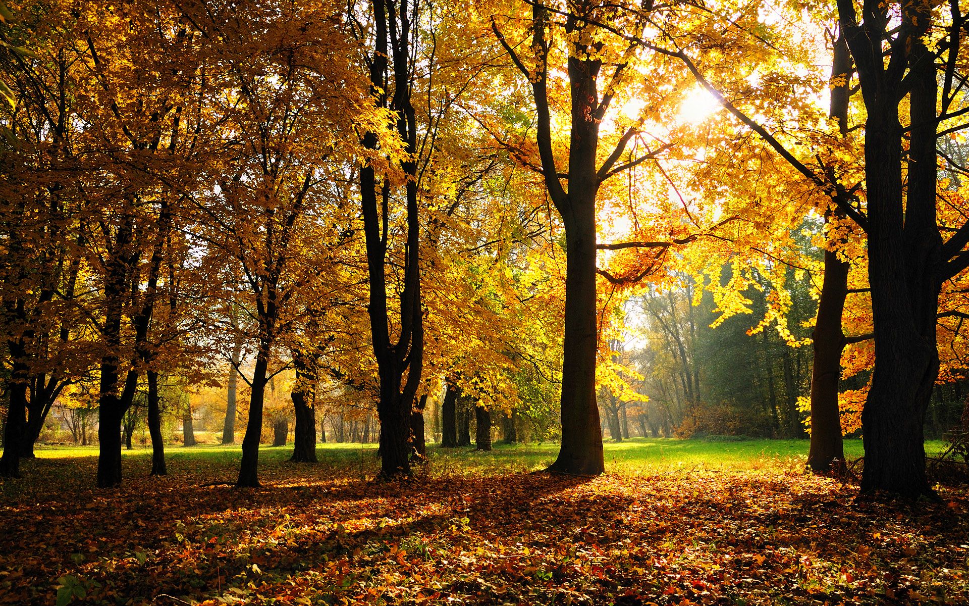 1920x1200 Summer Going Into Fall Wallpaper