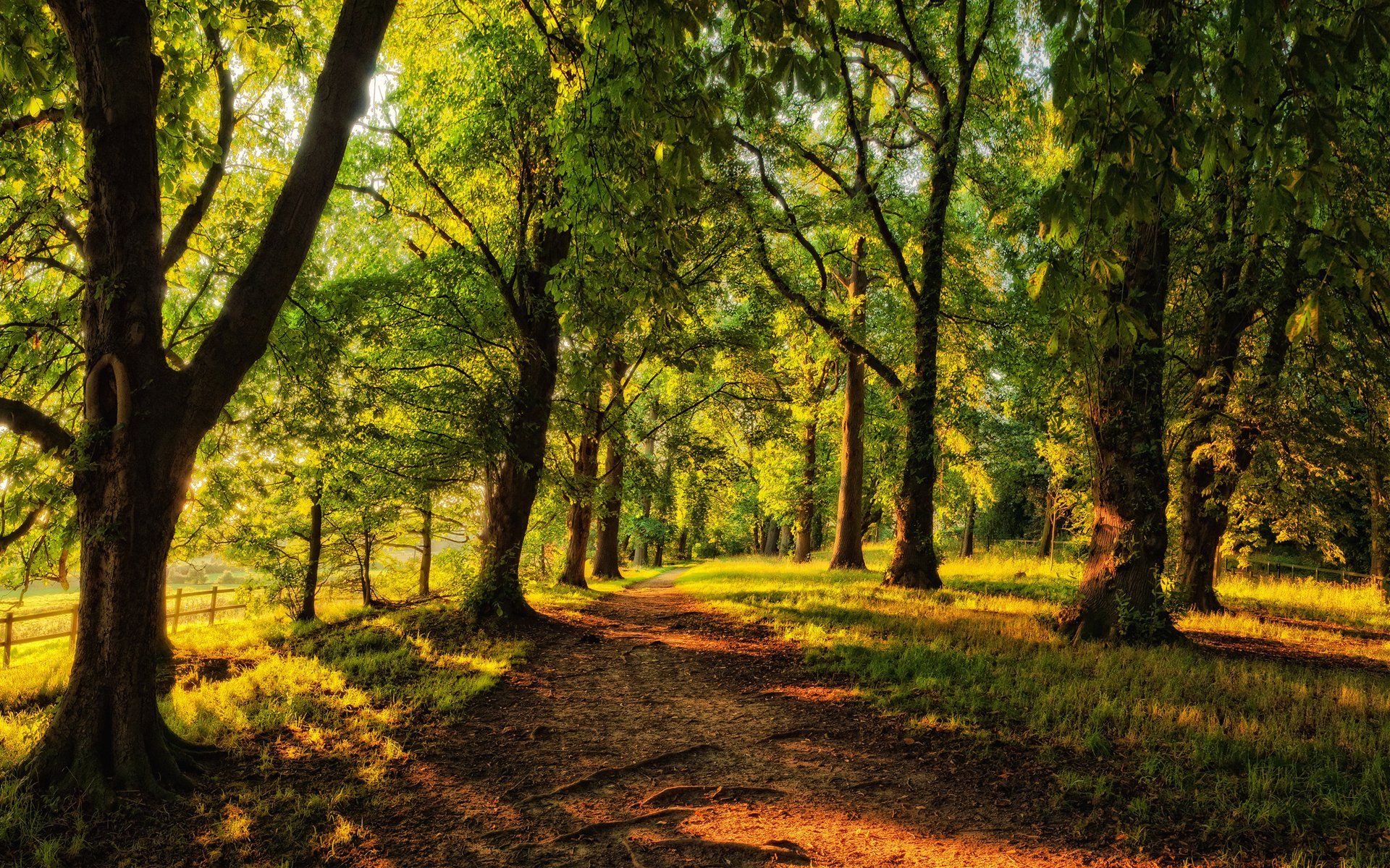 1920x1200 Download Nature Forest HD Wallpaperx1200