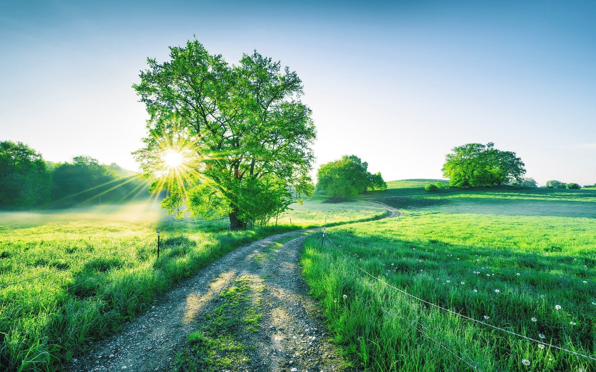 1920x1200 Download Tree Path Meadow Nature Sunbeam HD Wallpaperx1200