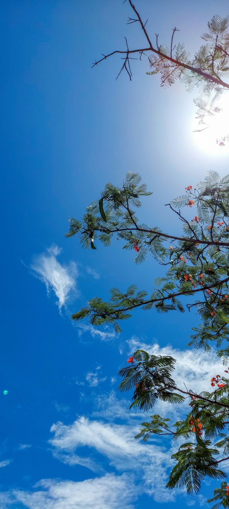 736x1634 Sunny Day