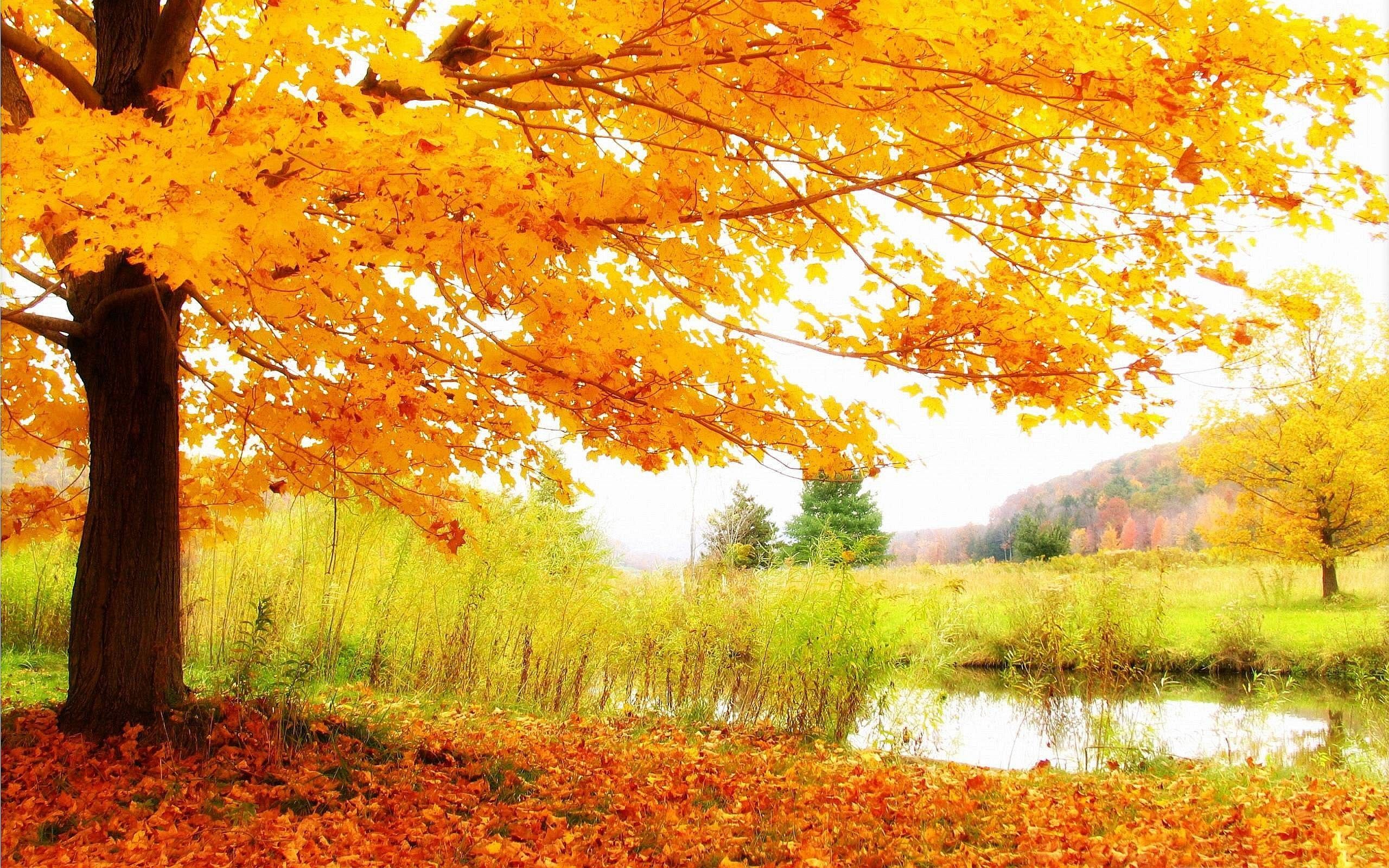 2560x1600 Scenery Background