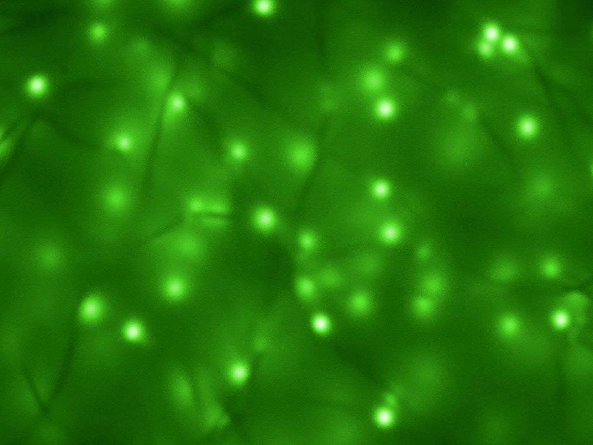 1920x1440 Download free photo of Green, background, neon, lights, light