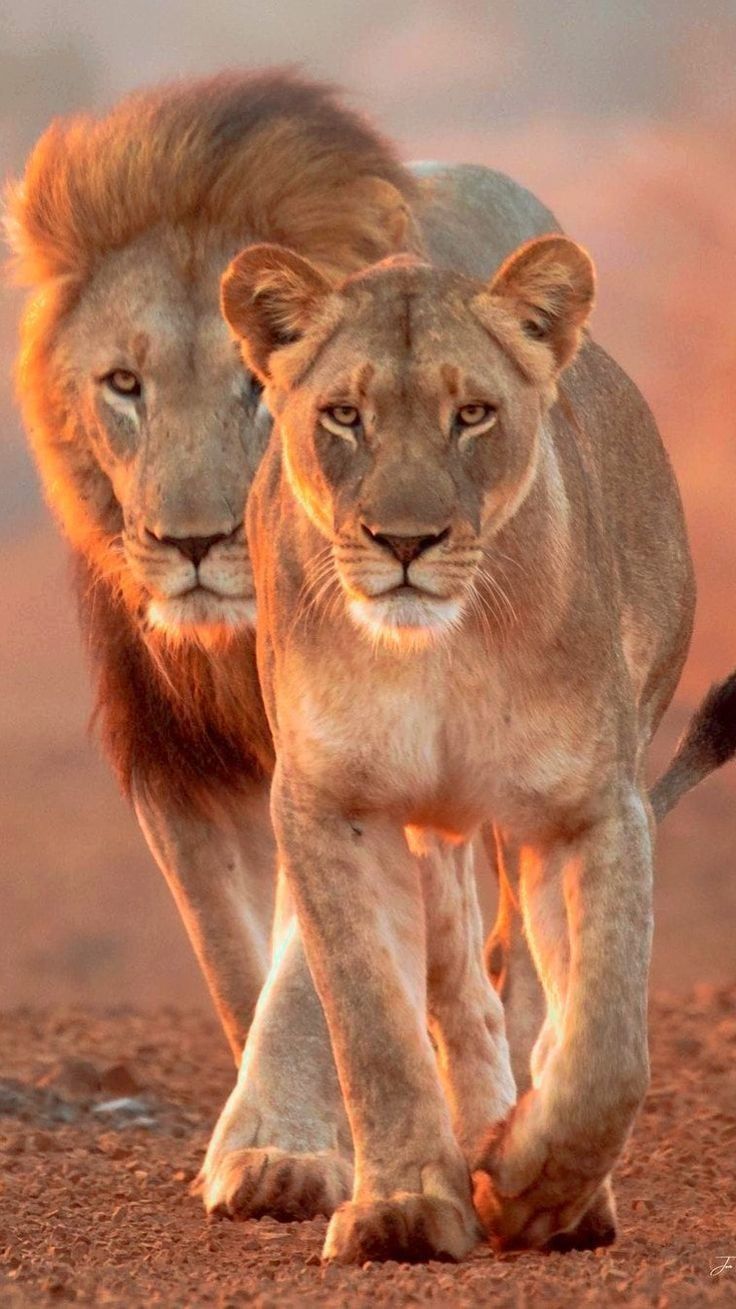 736x1309 Lion and lioness walking together. Nature photography inspiration, Sunset lion photography, Wild lions