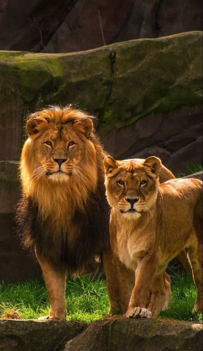693x1200 Lion Lioness Wallpaper. Lion couple, Animales en peligro de extincion, Wild animal wallpaper