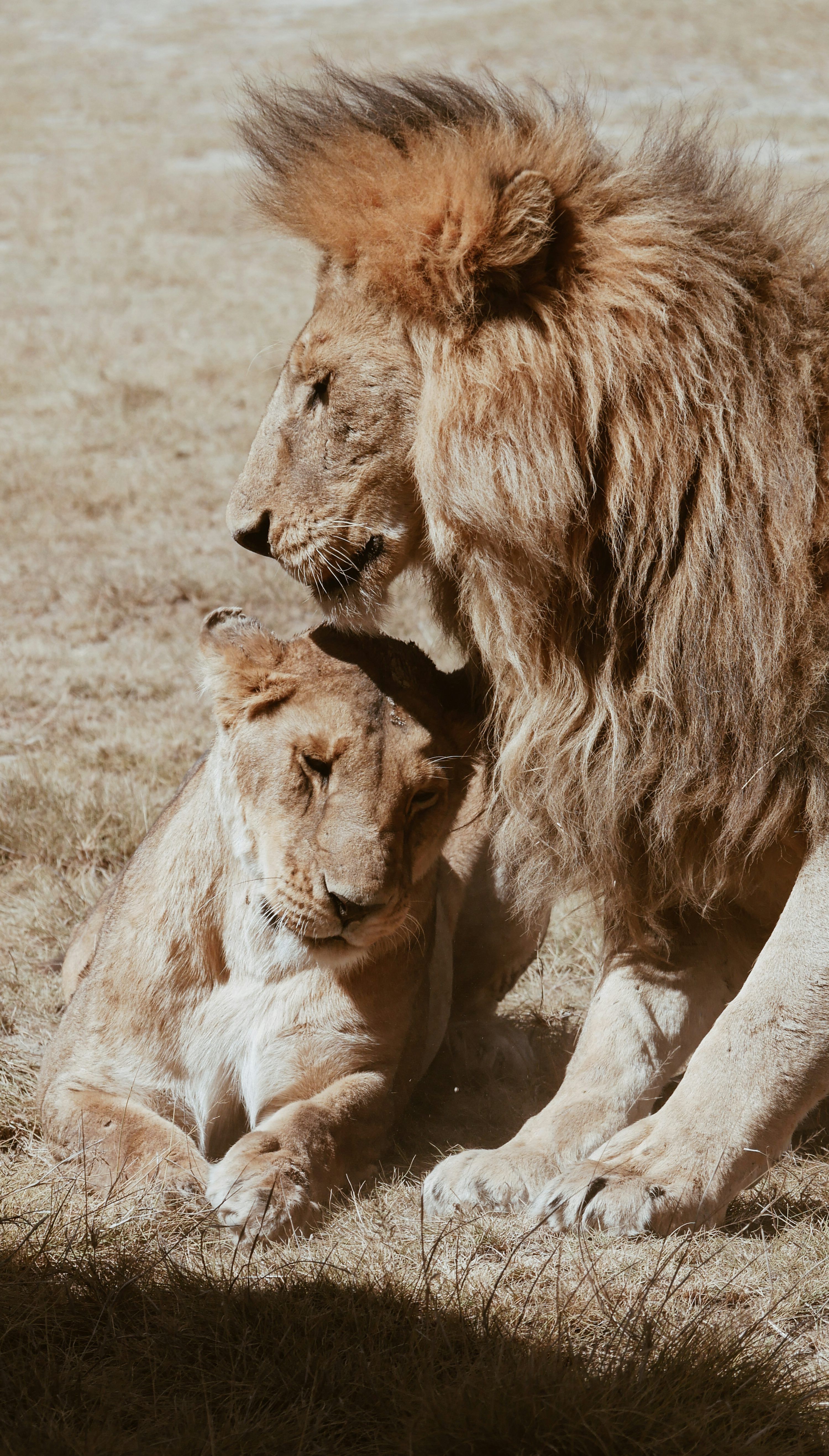 3000x5269 Two brown lion on green field