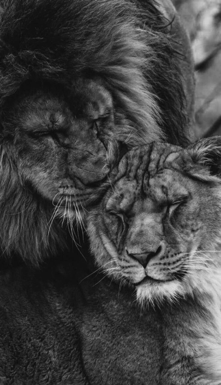 736x1280 Fierce Love: Two Lion Cubs Cuddling in Black and White. Animaux, Store katte, Gatos