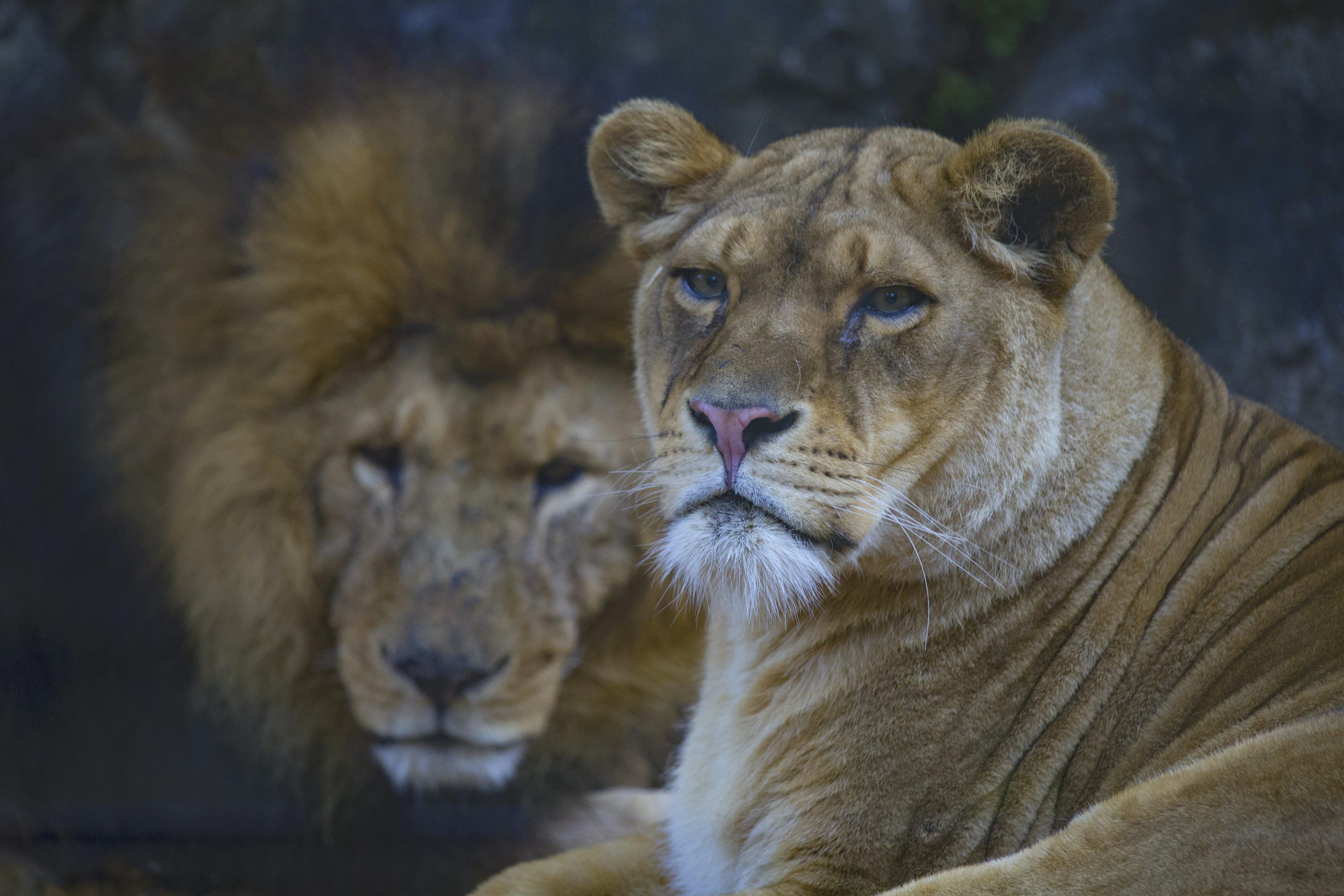 3000x2000 A couple of lions sitting next to each other
