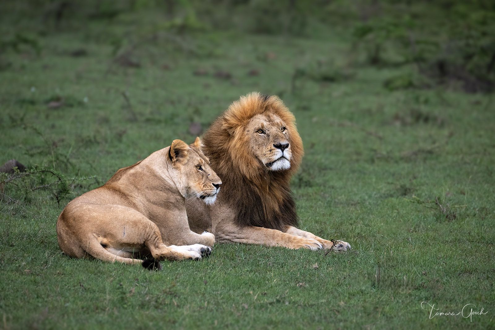 1600x1067 The King and His Queen. Lion Fine Art Print. Tamara Gooch. Tamara Gooch. Fine Art Equine, Wildlife & Western Prints