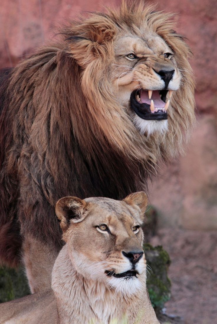 736x1100 Majestic Lions Standing Together. Lion and lioness facing off, Male and female lion, Male lion