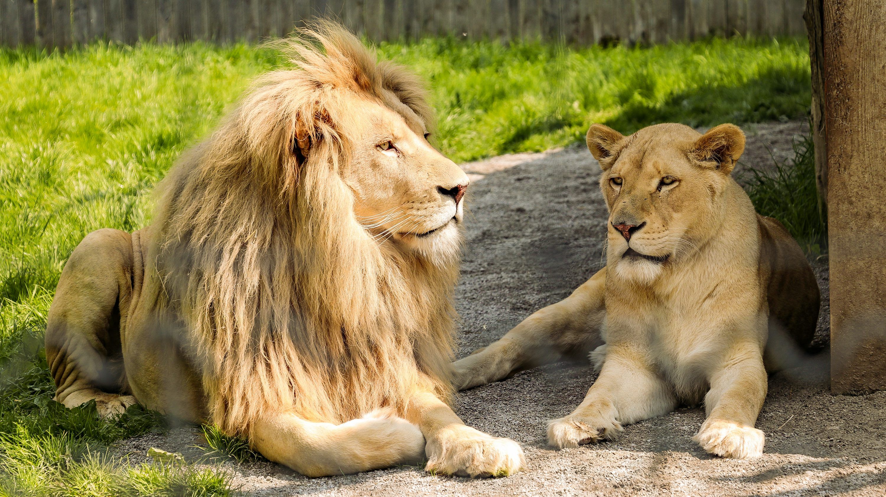 3000x1684 Lion Couple Picture. Download Free Image