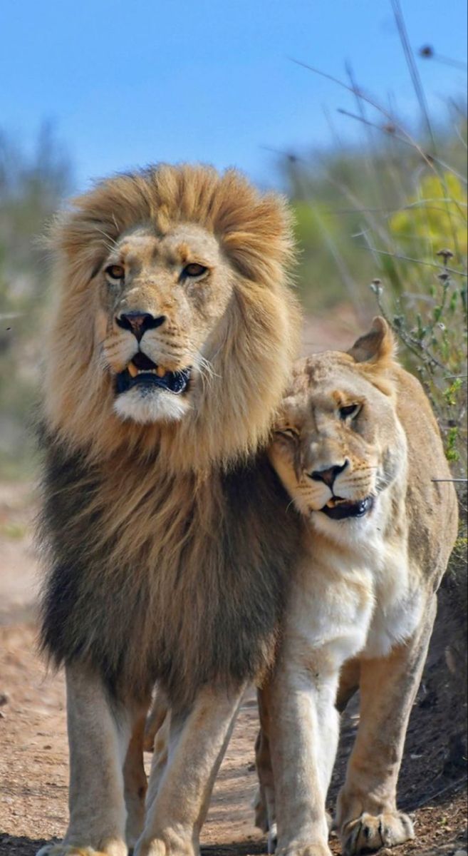 657x1200 Majestic Lions on a Dirt Road. Lion and lioness in the wild, Lion couple photo, Male lion standing behind female lion